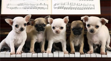 Dogs on a keyboard