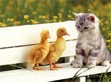 Cat and two ducklings on a bench
