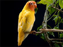 Parrot on a branch