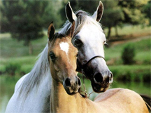 A horse and pony in a field