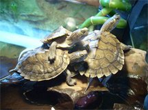 Three turtles playing