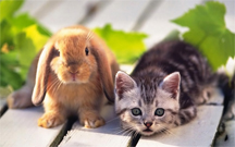 Bunny and a cat